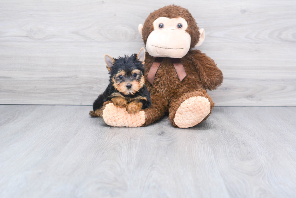 Meet Beckham - our Yorkshire Terrier Puppy Photo 