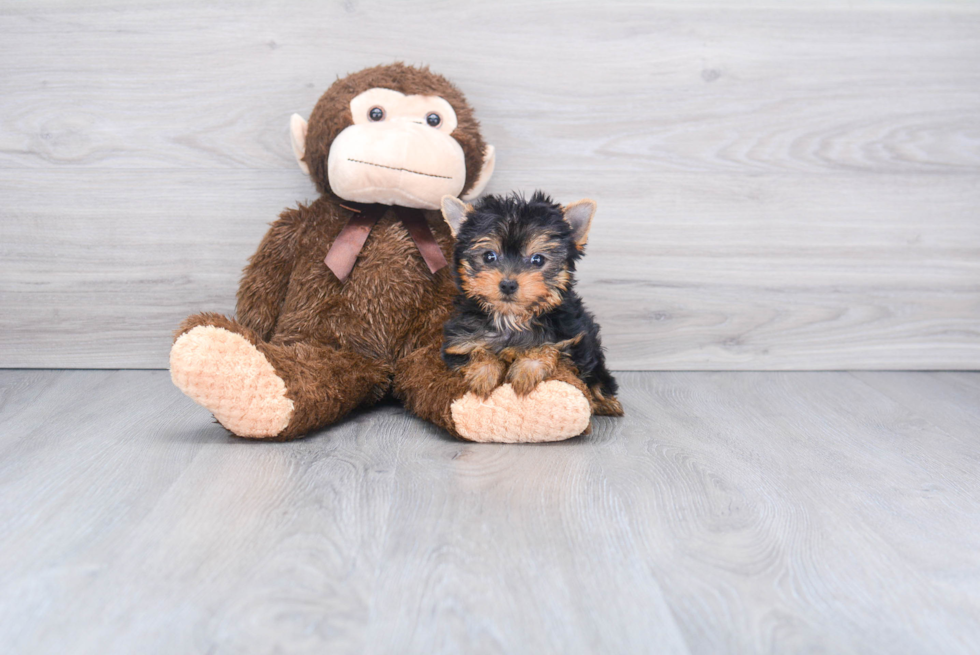 Meet Beckham - our Yorkshire Terrier Puppy Photo 