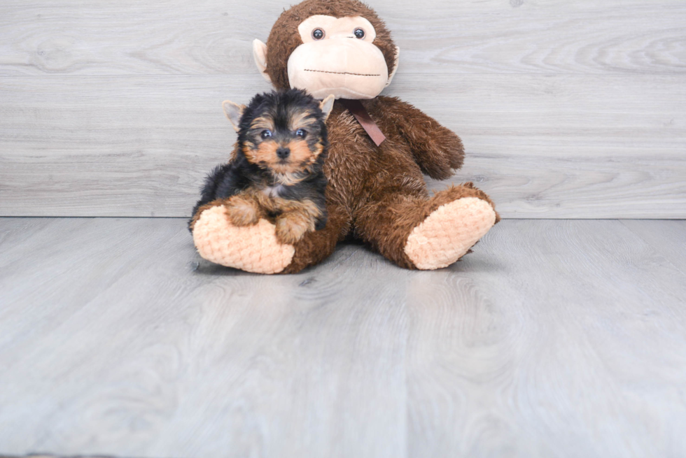 Meet Beckham - our Yorkshire Terrier Puppy Photo 