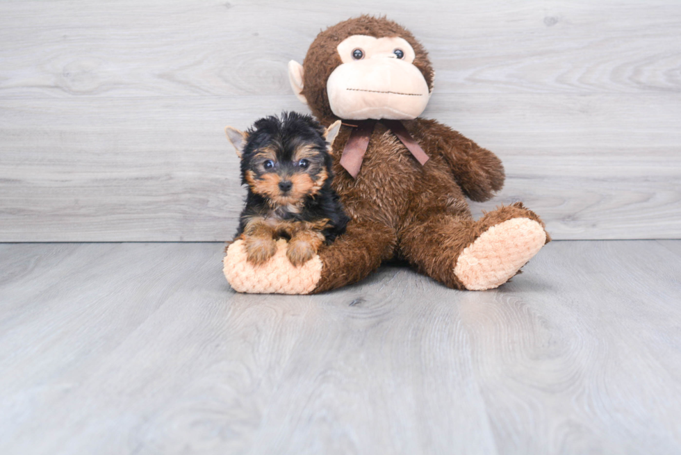 Meet Beckham - our Yorkshire Terrier Puppy Photo 