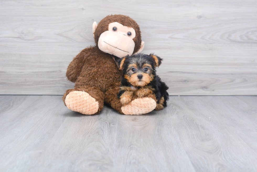 Meet Beckham - our Yorkshire Terrier Puppy Photo 