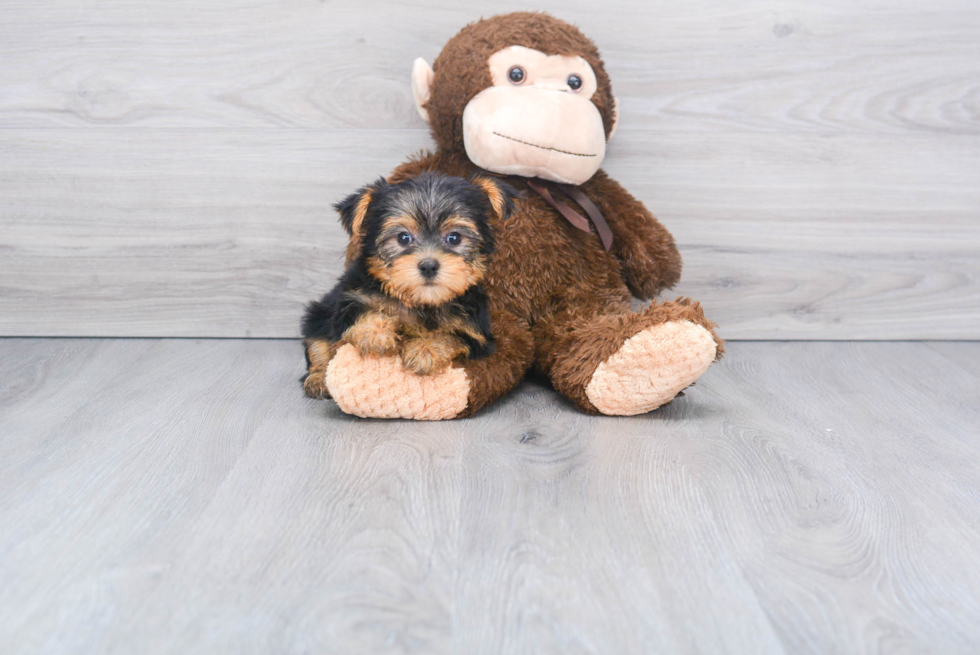 Meet Beckham - our Yorkshire Terrier Puppy Photo 
