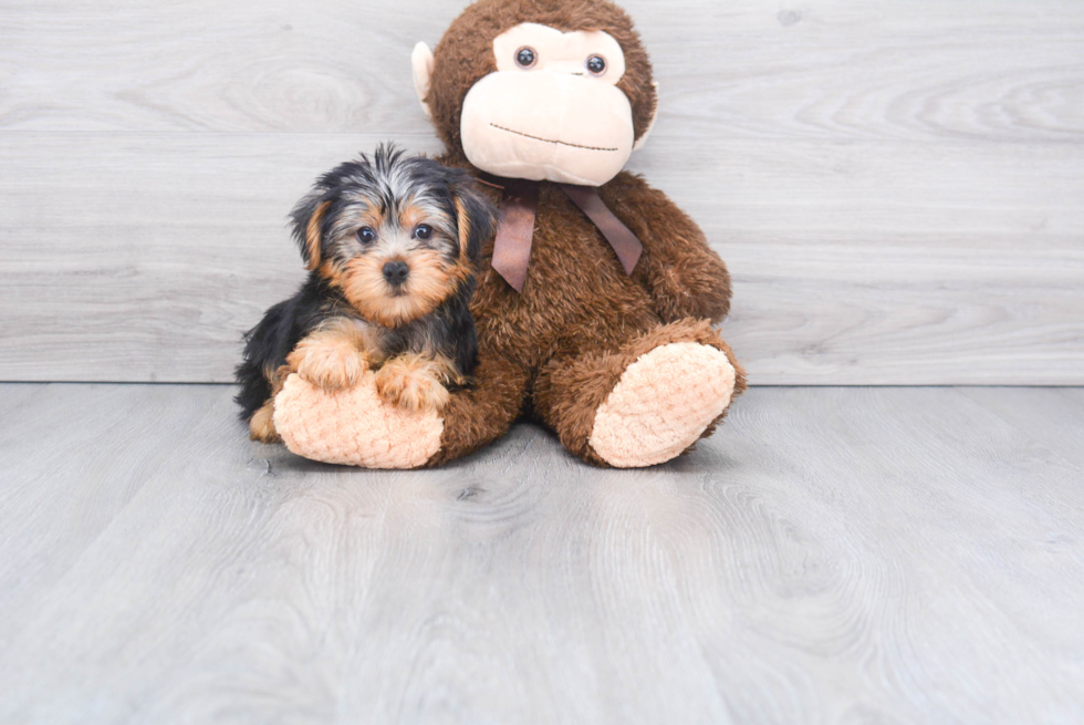 Meet Beckham - our Yorkshire Terrier Puppy Photo 