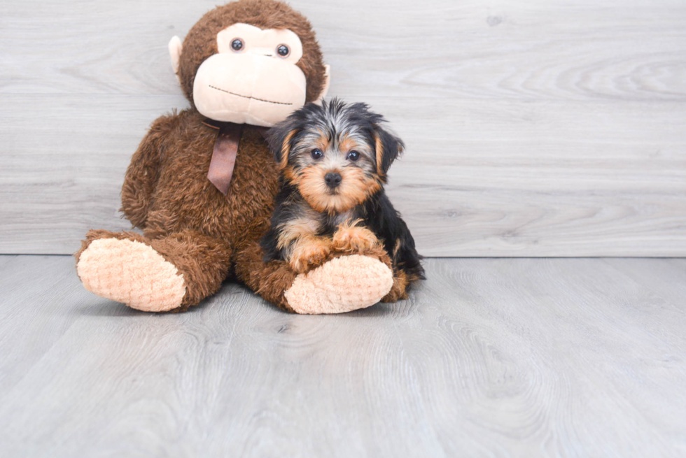 Meet Beckham - our Yorkshire Terrier Puppy Photo 