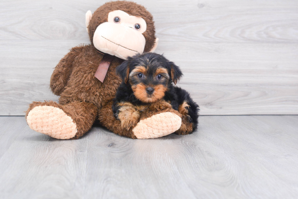 Meet Beckham - our Yorkshire Terrier Puppy Photo 