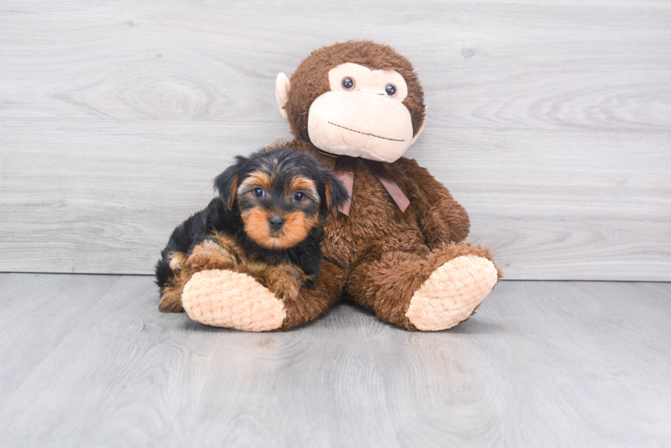 Meet Beckham - our Yorkshire Terrier Puppy Photo 
