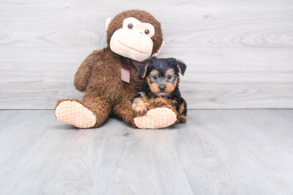 Meet Beckham - our Yorkshire Terrier Puppy Photo 