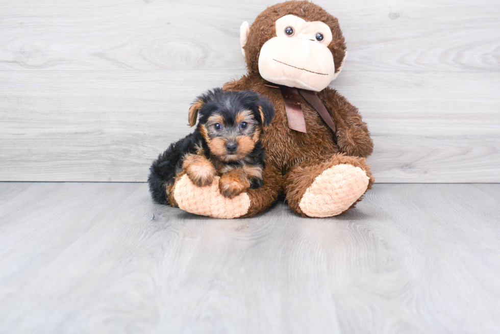 Meet Beckham - our Yorkshire Terrier Puppy Photo 