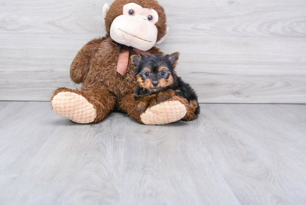 Meet Beckham - our Yorkshire Terrier Puppy Photo 