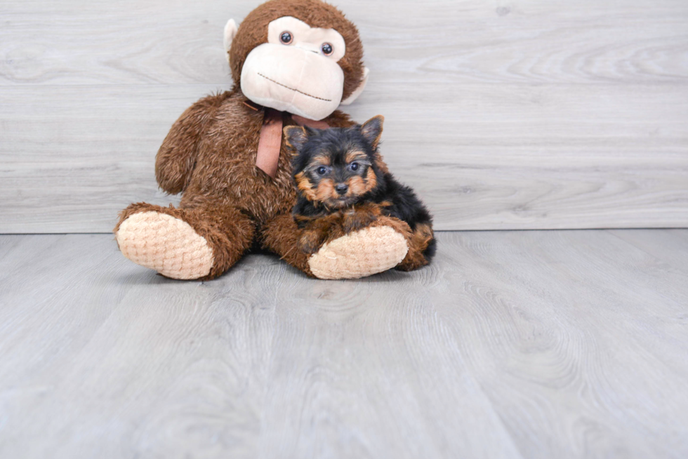 Meet Beckham - our Yorkshire Terrier Puppy Photo 