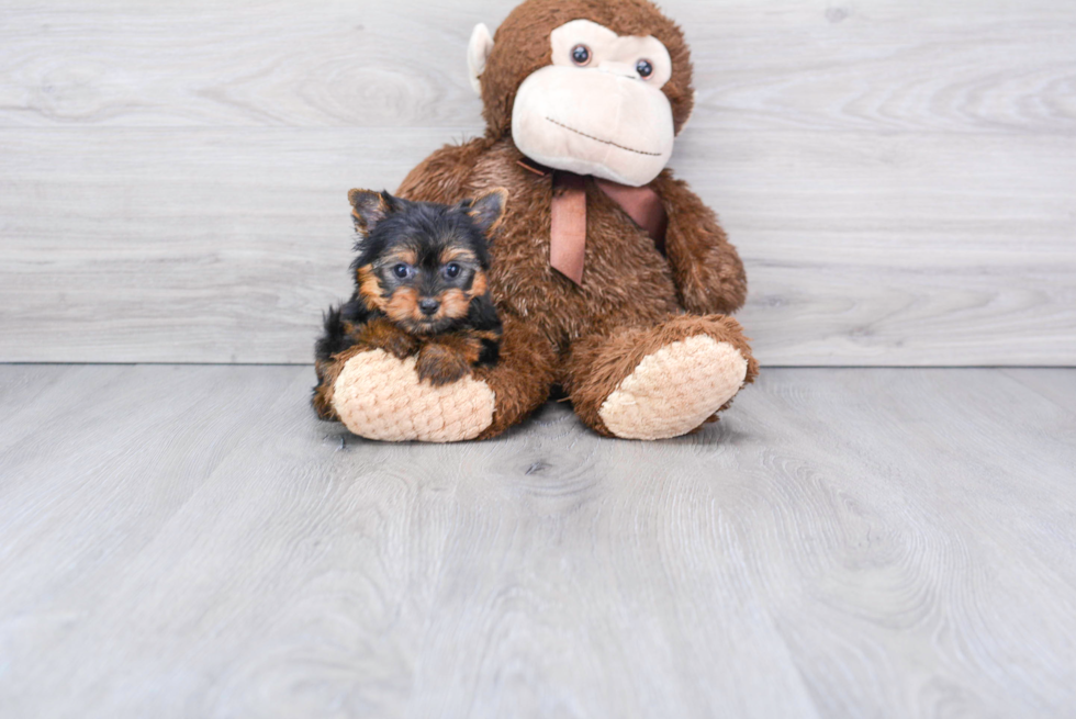 Meet Beckham - our Yorkshire Terrier Puppy Photo 