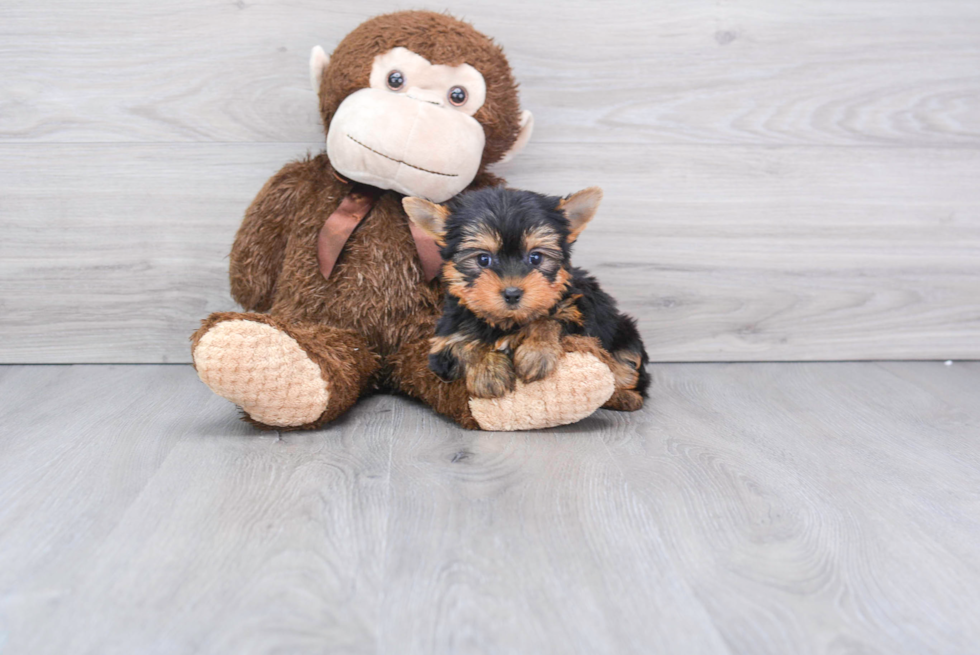 Meet Beckham - our Yorkshire Terrier Puppy Photo 