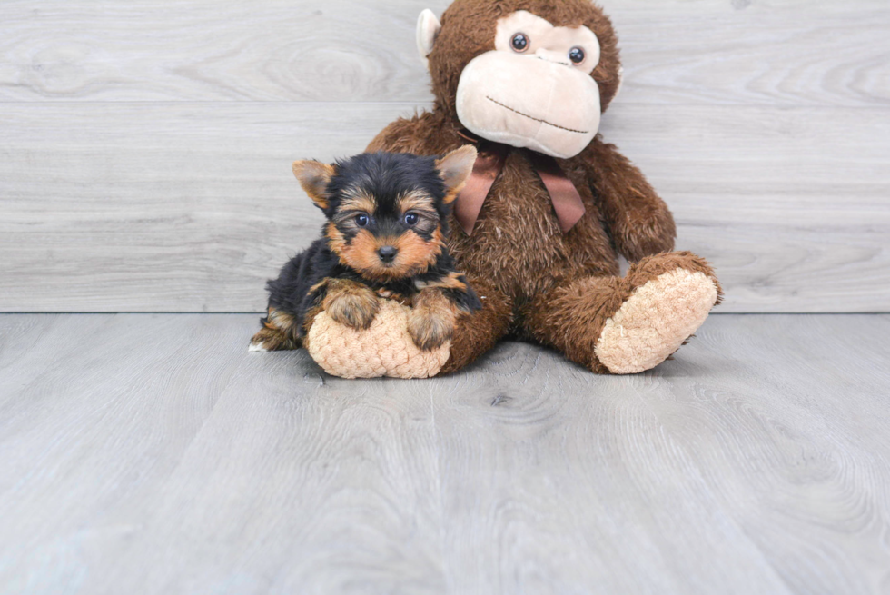 Meet Beckham - our Yorkshire Terrier Puppy Photo 