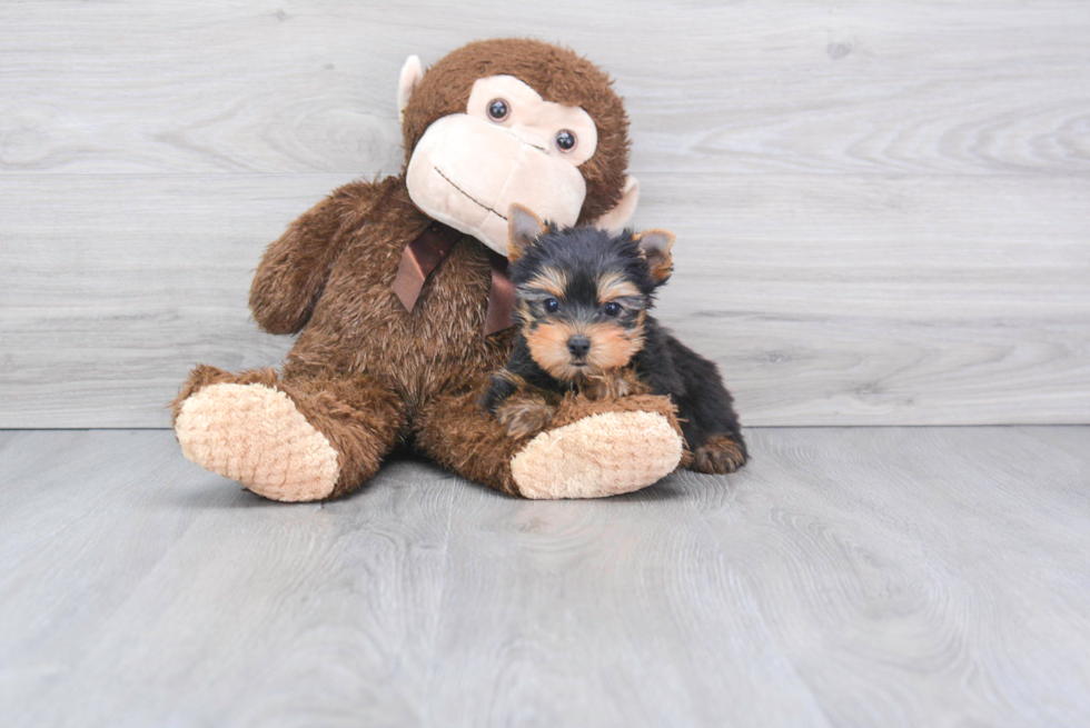 Meet Beckham - our Yorkshire Terrier Puppy Photo 