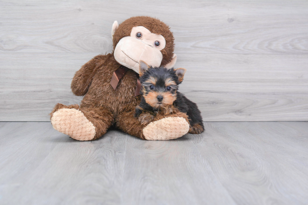 Meet Beckham - our Yorkshire Terrier Puppy Photo 