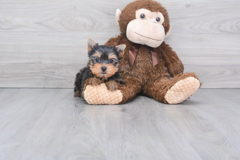 Meet Beckham - our Yorkshire Terrier Puppy Photo 