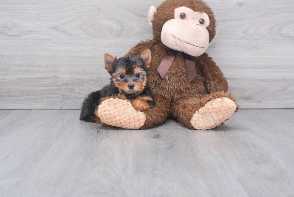 Energetic Yorkie Purebred Puppy