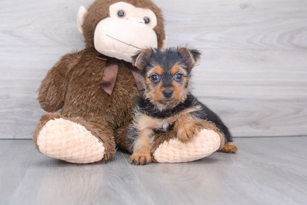 Cute Yorkie Purebred Puppy