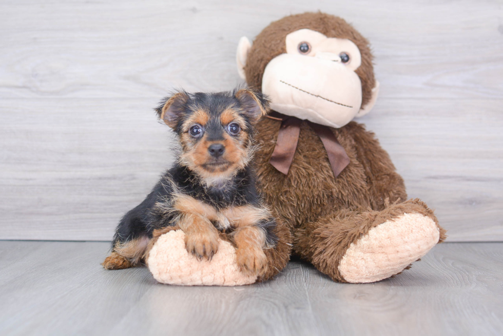 Best Yorkshire Terrier Baby