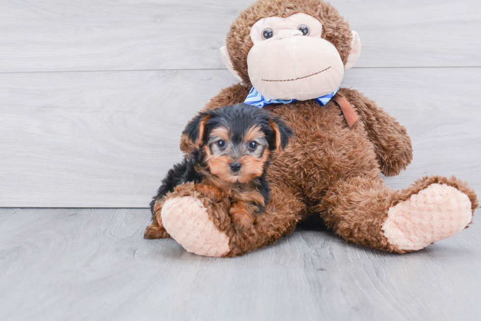 Meet Poppy - our Yorkshire Terrier Puppy Photo 