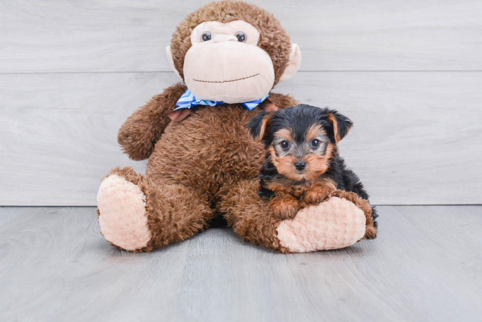 Meet Poppy - our Yorkshire Terrier Puppy Photo 