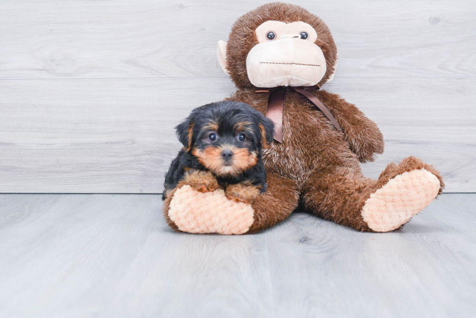 Meet Bella - our Yorkshire Terrier Puppy Photo 