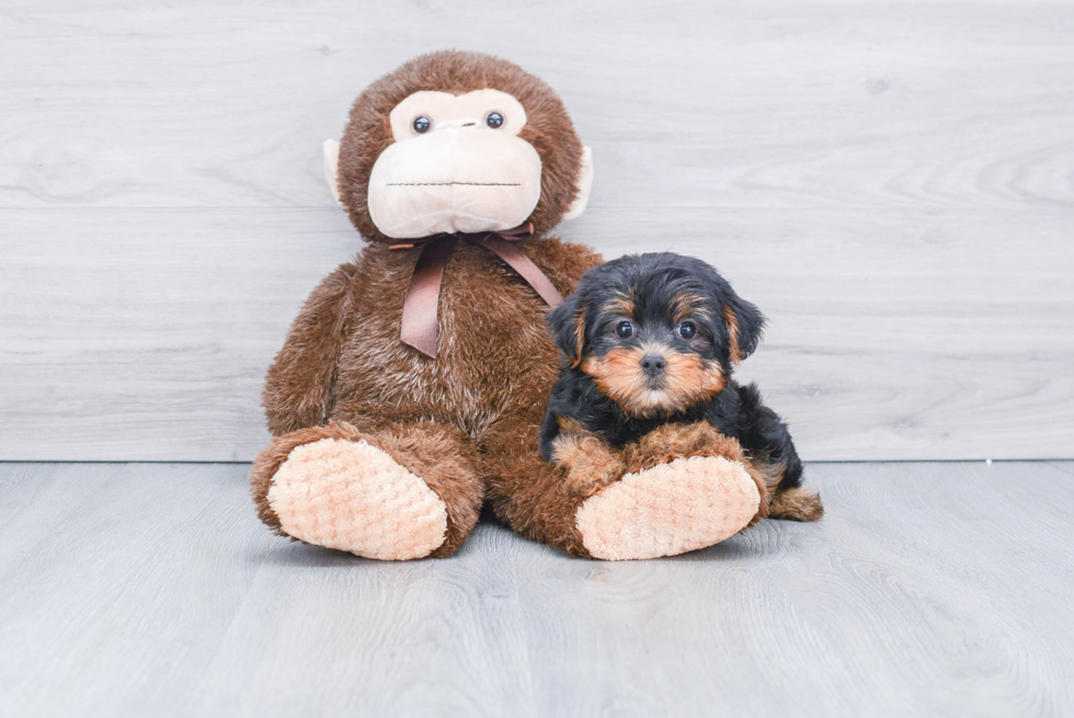 Meet Bella - our Yorkshire Terrier Puppy Photo 