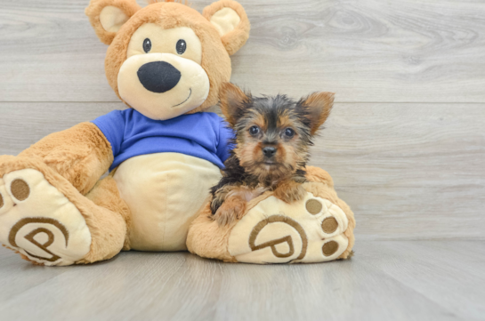 Hypoallergenic Yorkshire Terrier Baby