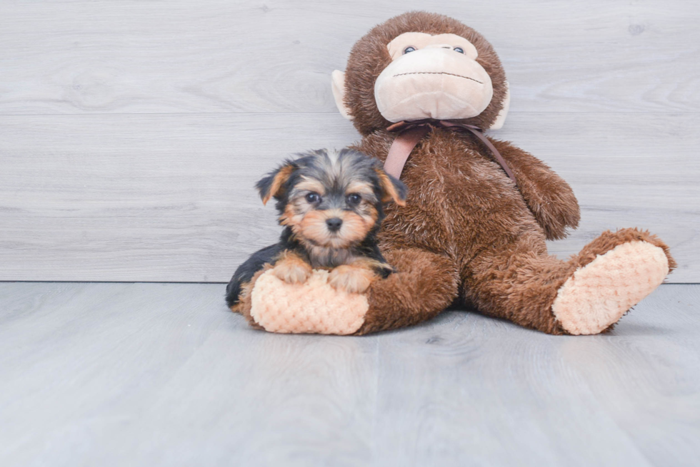 Meet Coco - our Yorkshire Terrier Puppy Photo 