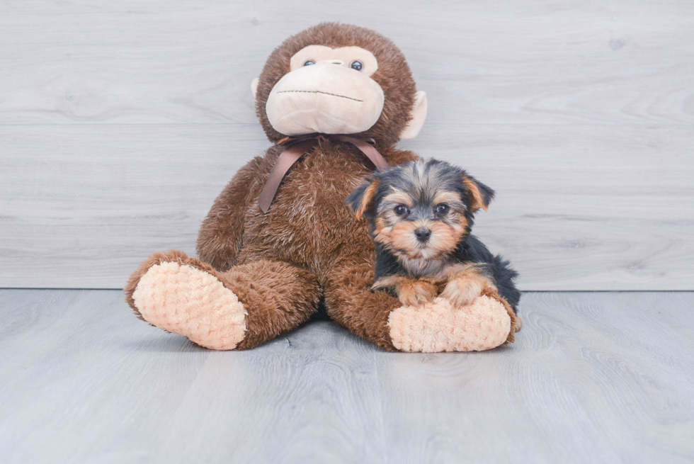 Meet Coco - our Yorkshire Terrier Puppy Photo 