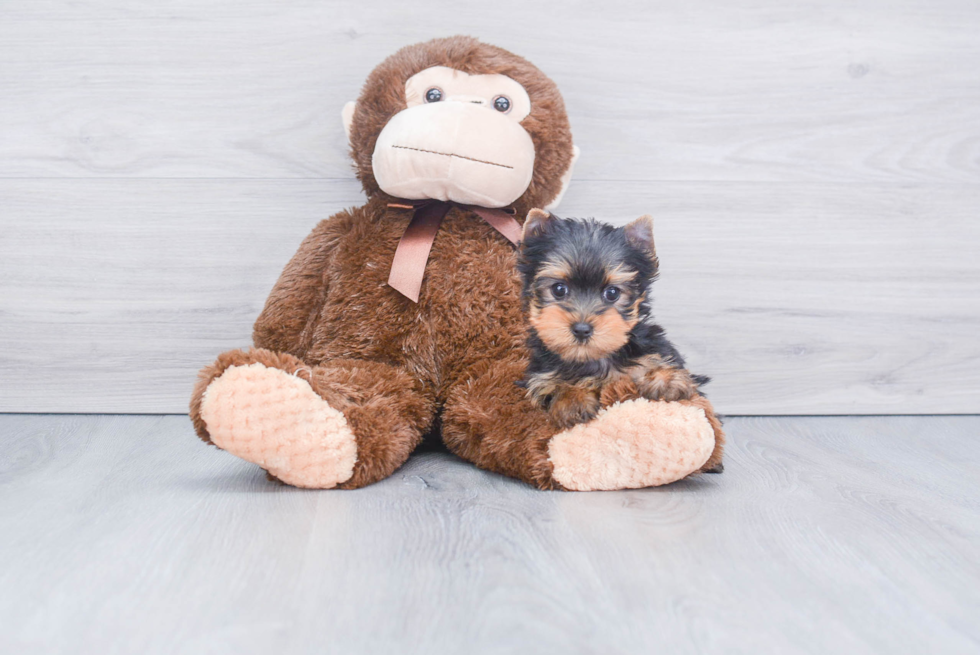 Meet Bella - our Yorkshire Terrier Puppy Photo 