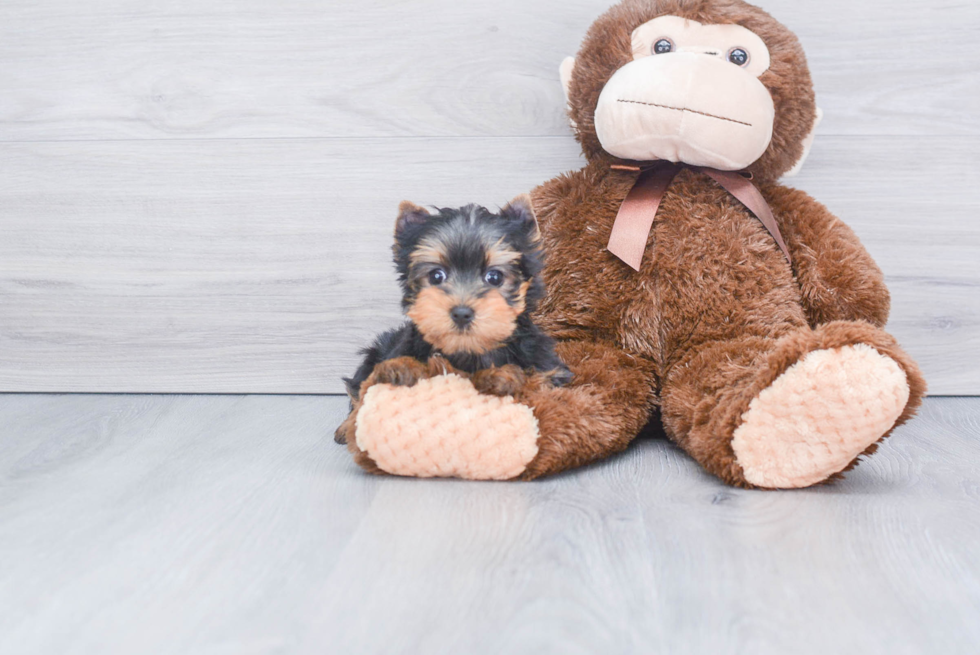 Meet Bella - our Yorkshire Terrier Puppy Photo 