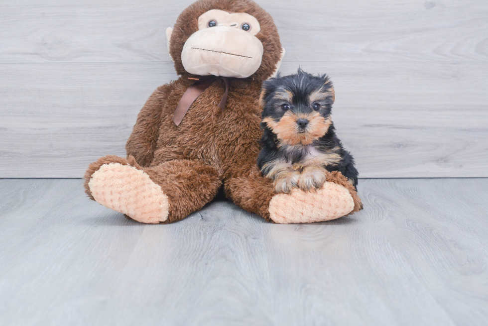 Meet Bella - our Yorkshire Terrier Puppy Photo 