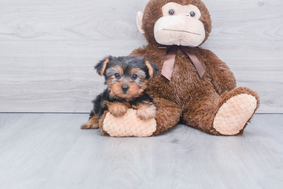 Meet Bella - our Yorkshire Terrier Puppy Photo 