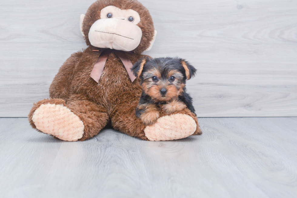 Meet Bella - our Yorkshire Terrier Puppy Photo 