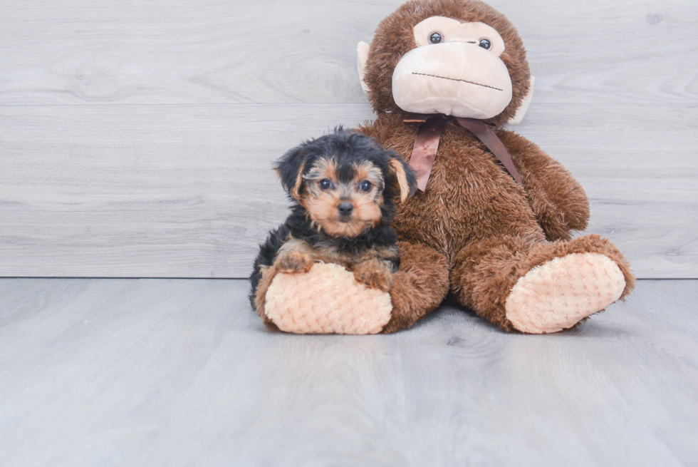 Meet Bella - our Yorkshire Terrier Puppy Photo 