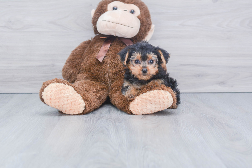 Meet Bella - our Yorkshire Terrier Puppy Photo 