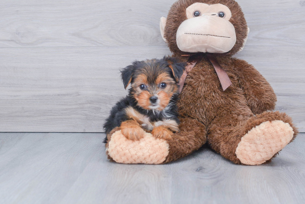 Meet Bella - our Yorkshire Terrier Puppy Photo 