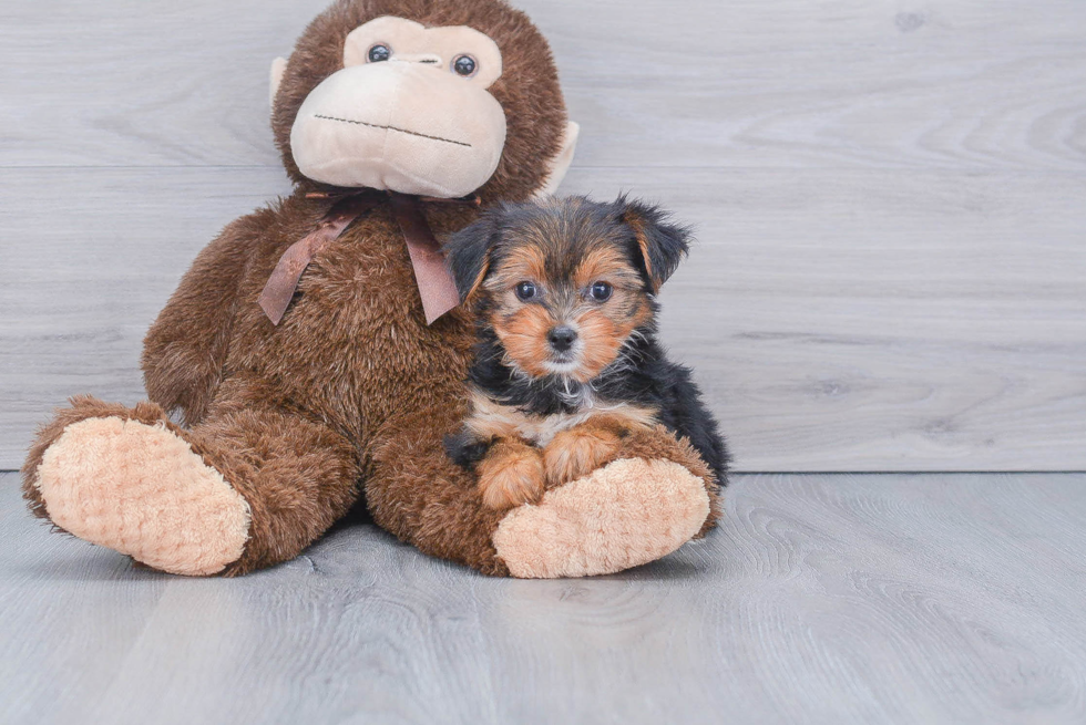 Meet Bella - our Yorkshire Terrier Puppy Photo 