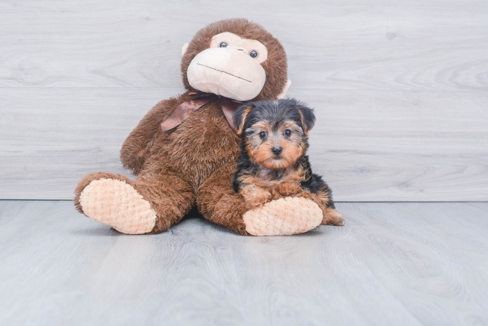 Meet Bella - our Yorkshire Terrier Puppy Photo 