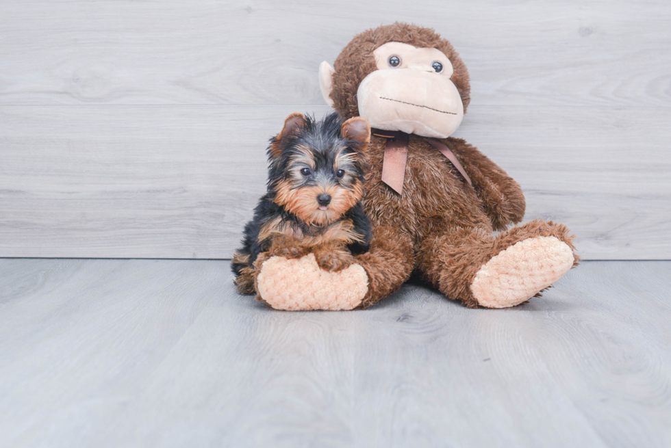 Meet Bella - our Yorkshire Terrier Puppy Photo 