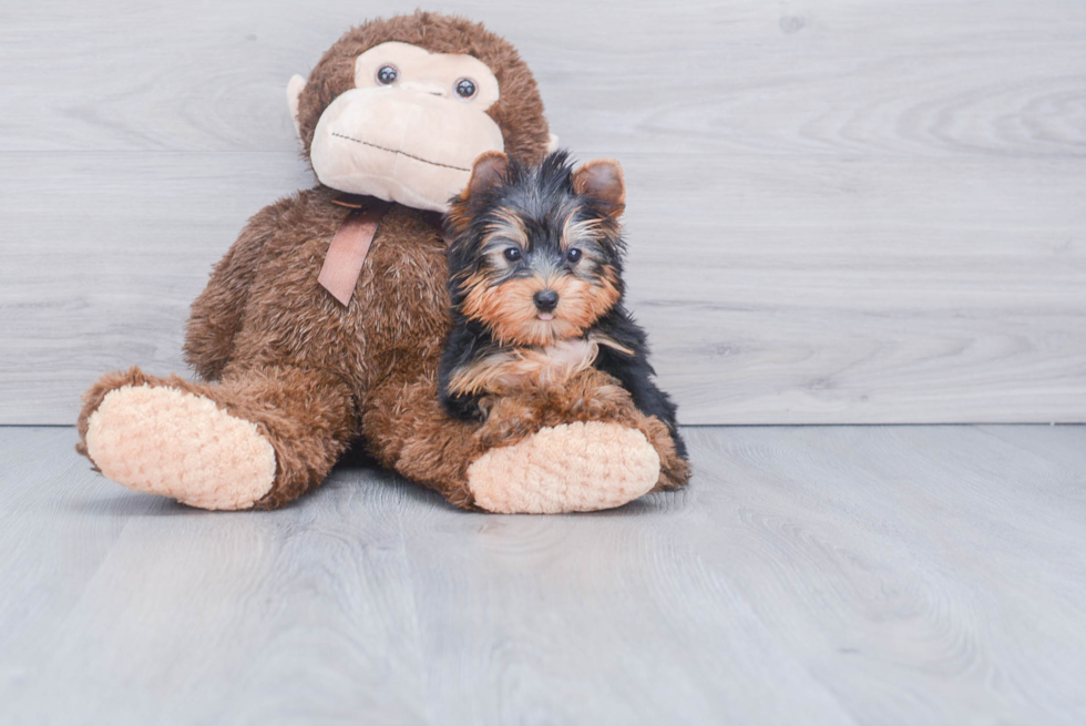 Meet Bella - our Yorkshire Terrier Puppy Photo 