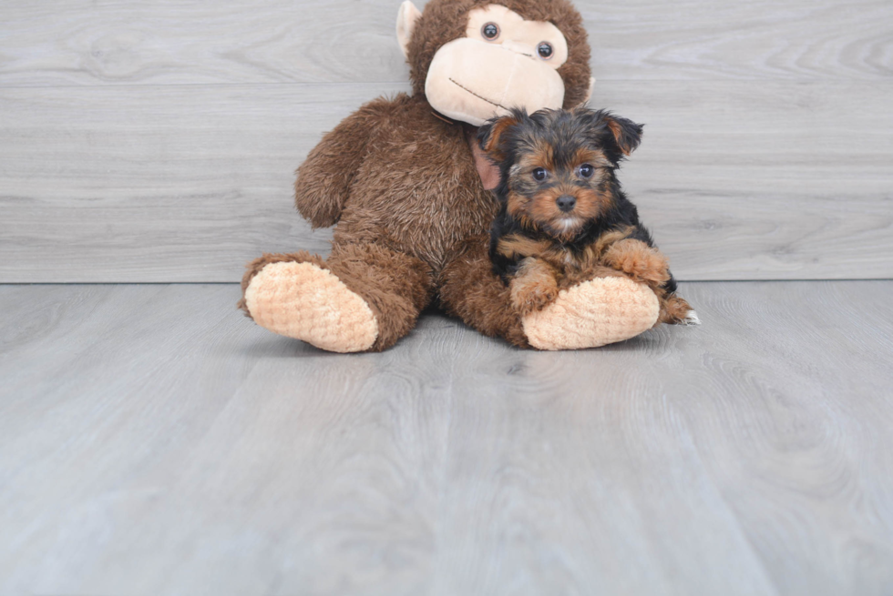 Meet Bella - our Yorkshire Terrier Puppy Photo 