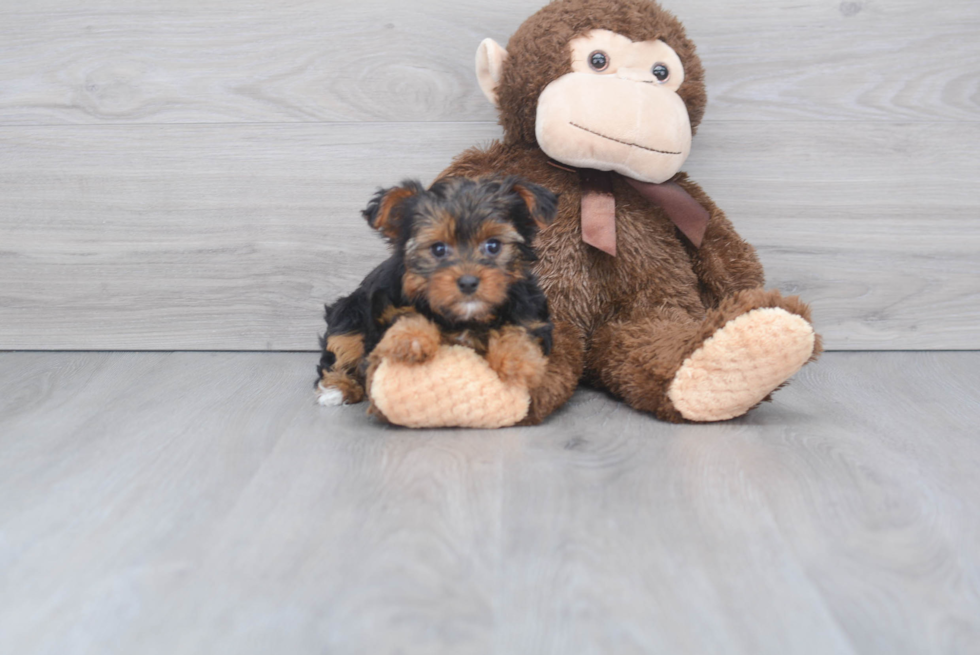 Meet Bella - our Yorkshire Terrier Puppy Photo 