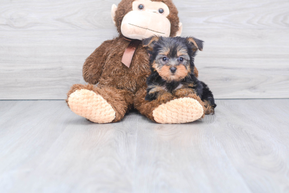 Meet Bella - our Yorkshire Terrier Puppy Photo 