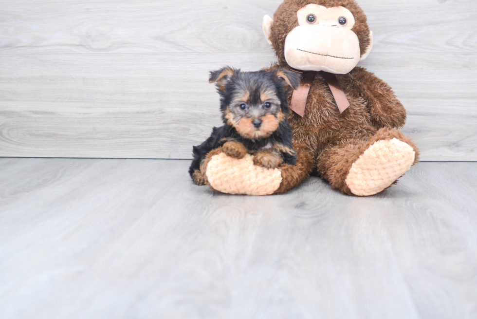 Meet Bella - our Yorkshire Terrier Puppy Photo 