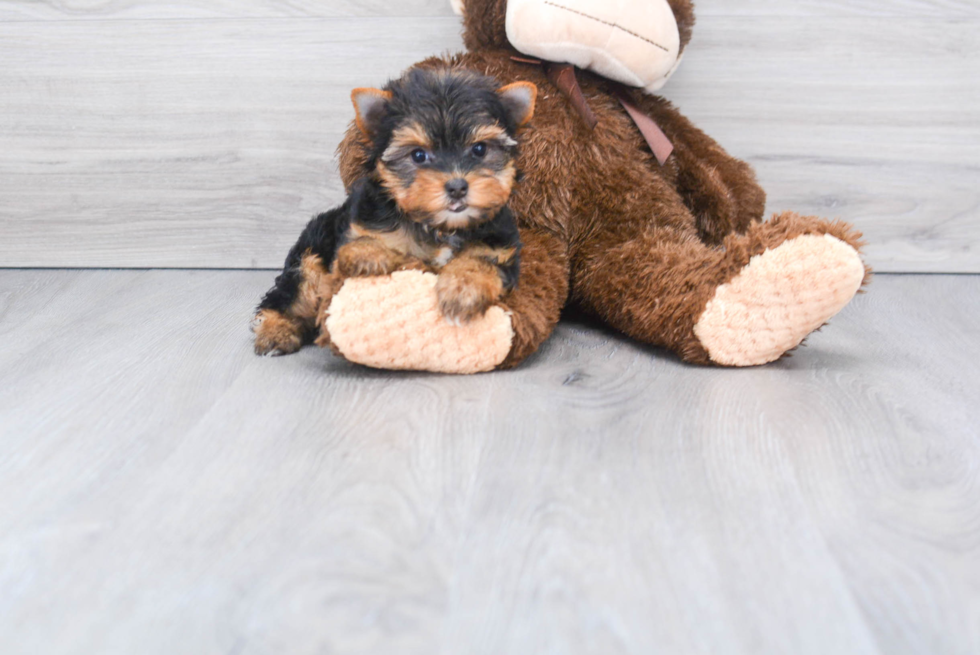 Meet Victoria - our Yorkshire Terrier Puppy Photo 