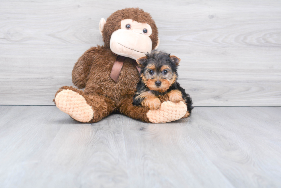 Meet Bella - our Yorkshire Terrier Puppy Photo 