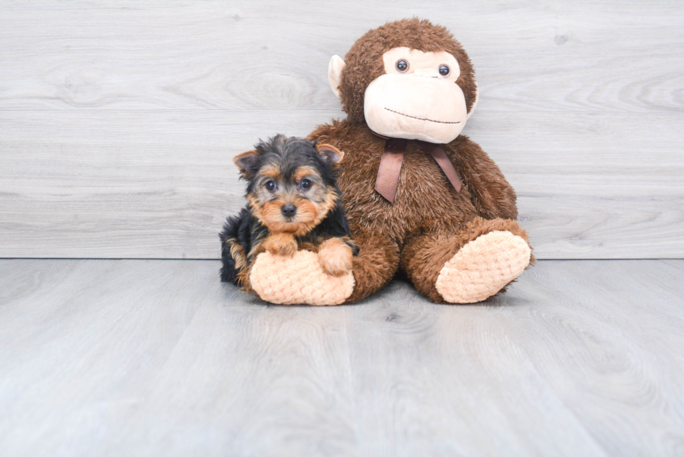 Meet Bella - our Yorkshire Terrier Puppy Photo 