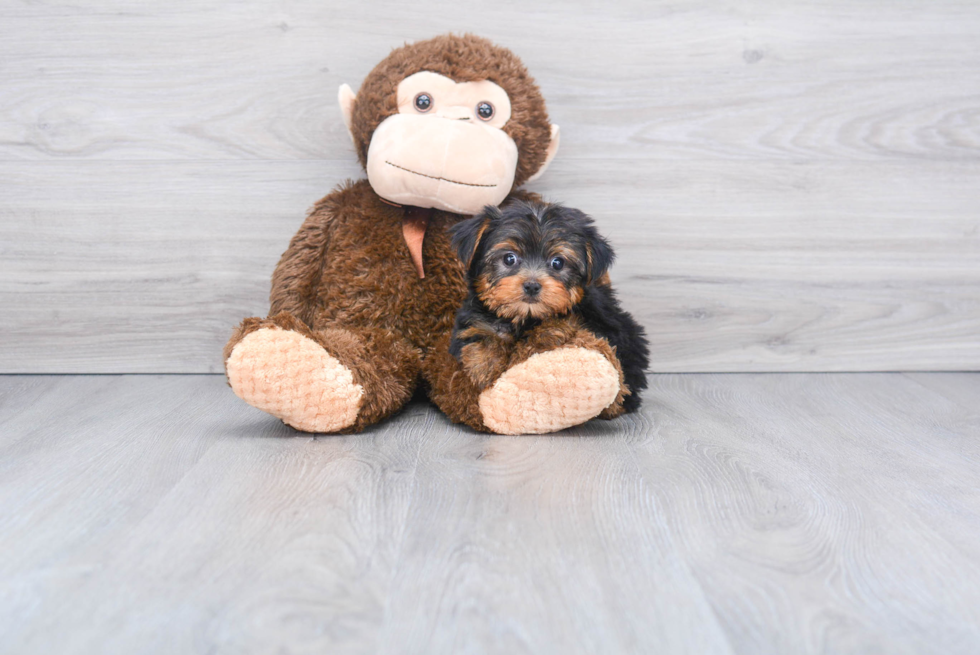 Meet Bella - our Yorkshire Terrier Puppy Photo 